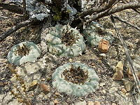 CGVM0516 Lophophora williamsii.jpg