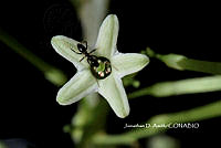 ME010 JA 00741 Cestrum nocturnum 2021.JPG