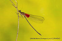 PJ016 0612 Hetaerina americana.JPG