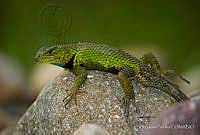 EGP0388 Sceloporus formosus.jpg