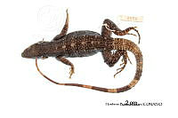 ME006 rep 0065 Ctenosaura similis.jpg