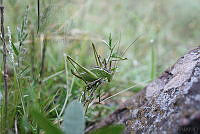 JMGR002 Dichopetala poecila.jpg