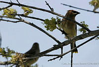 CNS0138 Bombycilla cedrorum.jpg