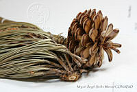 MASM06786 Pinus oocarpa.jpg