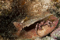IDG0692 Paguristes puncticeps.jpg