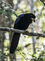 AAKVDH 0026 Cyanocorax beecheii.JPG