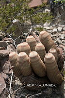 3R 00817 Echinocereus reichenbachii subsp. reichenbachii.tif