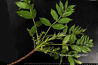 ME010 KV 01291 Cyrtocarpa kruseana R.M. Fonseca, 2005_.JPG