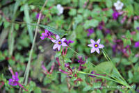 proy JF091 0450 Sisyrinchium scabrum.JPG