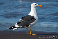 VHL0256 Larus livens.jpg