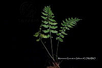 Zongo 3161 Asplenium laetum Sw..jpg