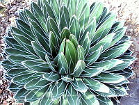 LCF0119 Agave victoriae-reginae.jpg