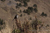 IMDOC0394 Oriturus superciliosus.jpg