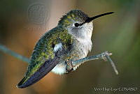 VHL0215 Calypte costae.jpg