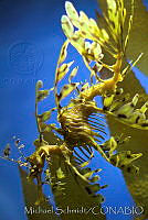 MS0170 Phycodurus eques.jpg