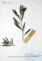 JMFM016 Baccharis salicifolia.JPG
