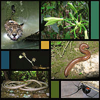Selva 5 copy.JPG