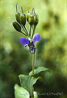 670 Tinantia erecta.jpg