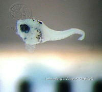 HE009 P 0660 Jaqueta miel.jpg