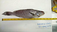 RE006 0038 Totoaba.tif