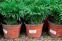 IMDOC 5720 Chamaedorea tepejilote.jpg