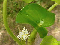 JRBB098 Heteranthera reniformis.jpg