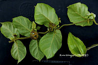 ME010 KV 01654 Macroscepis Kunth, 1819_.JPG