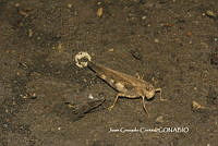 JCC0131 Acrididae.JPG