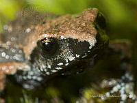 MASM08245 Eleutherodactylus grandis.jpg