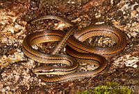 ECA0286 Rhadinaea myersi.jpg