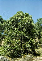 2974 Populus monticola.jpg