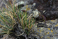 YRA003 Festuca livida.jpg
