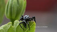 SM0007 Paraphidippus aurantius.jpg