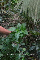 SG019 0418 Cestrum nocturnum.jpg