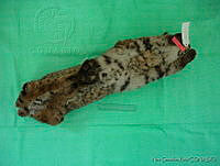 NGR0122 Lynx rufus.jpg