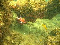 CGG0567 Holocentrus adscensionis.JPG