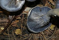 DK0584 Fungi.jpg