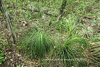 JAdNV0057 Agave tenuifolia.JPG