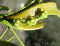 OTV5075 Phoradendron sp..jpg