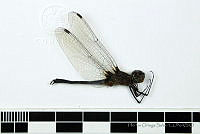 HOS092 Odonata.jpg