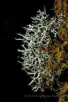 JEGL03 Hypogymnia sp..jpg