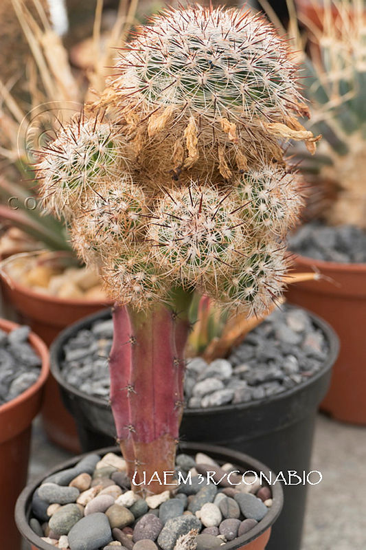 3R%2000988%20Mammillaria%20dioica.tif.nyfckL71McGTL2djQA3g0JtbmFja29CbnFuZ3NAbXJ6LGtwZwA.0AtMs4VPLQ