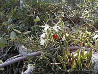 JRBBBK031-68 Brassavola nodosa.jpg