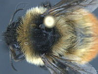 JAMR035 Bombus rufocinctus.jpg