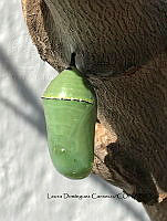 LDC 001 Danaus plexippus.jpg