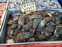 CGL2425 Callinectes sp..jpg