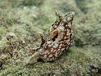 HPE004 Aplysia dactylomela.jpg
