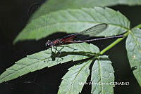 IMG_8658(Hetaerina vulnerata).JPG