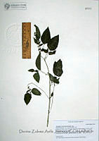 DZAJ131 Acalypha neomexicana.JPG