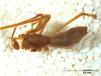 FAP0557 Neospintharus trigonum.JPG